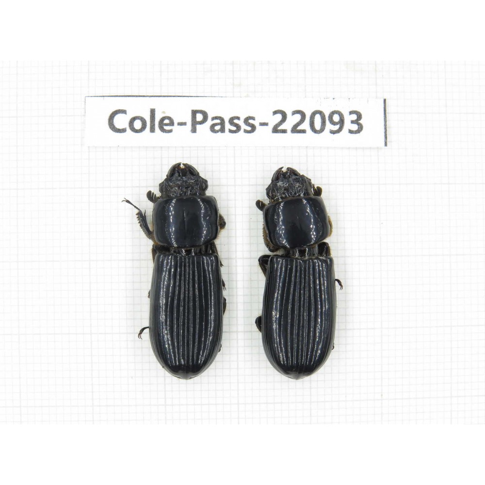 Passalidae sp. China, Yunnan, Honghe, Pingbian county. 2Pcs. Cole-Pass-22093.