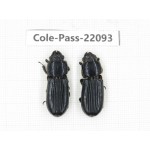 Passalidae sp. China, Yunnan, Honghe, Pingbian county. 2Pcs. Cole-Pass-22093.