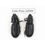 Passalidae sp. China, Yunnan, Honghe, Pingbian county. 2Pcs. Cole-Pass-22094.