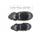 Passalidae sp. China,  Guizhou, Qiandongnan, Rongjiang county. 2Pcs. Cole-Pass-22101.