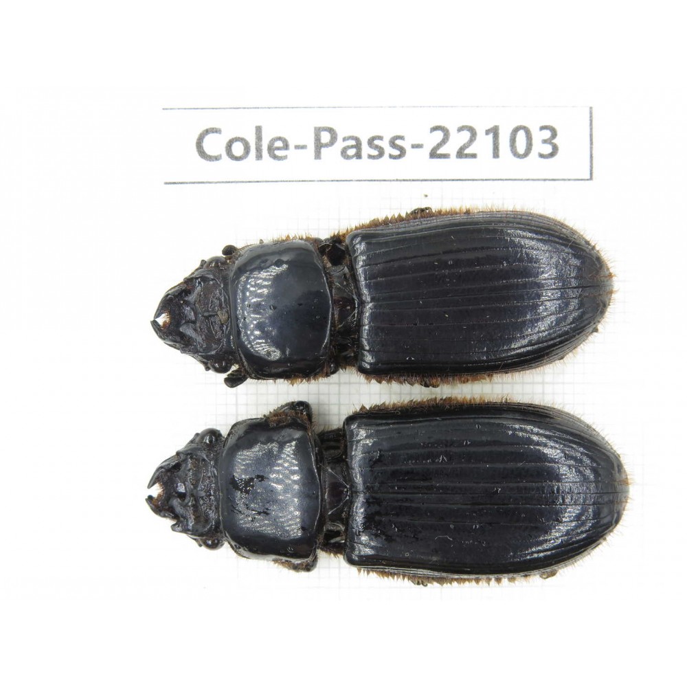 Passalidae sp. China,  Guizhou, Qiandongnan, Rongjiang county. 2Pcs. Cole-Pass-22103.