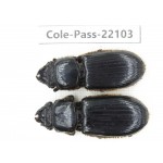 Passalidae sp. China,  Guizhou, Qiandongnan, Rongjiang county. 2Pcs. Cole-Pass-22103.