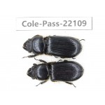 Passalidae sp. China,  Yunnan, Dehong, Yingjiang county. 2Pcs. Cole-Pass-22109.
