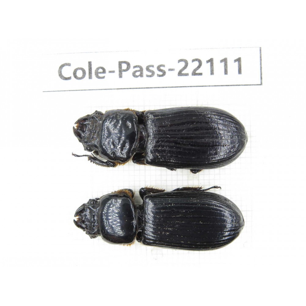 Passalidae sp. China,  Yunnan, Dehong, Yingjiang county. 2Pcs. Cole-Pass-22111.