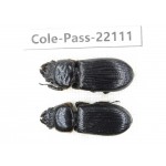 Passalidae sp. China,  Yunnan, Dehong, Yingjiang county. 2Pcs. Cole-Pass-22111.