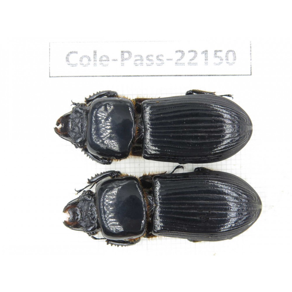 Passalidae sp. China,  Yunnan, Dehong, Yingjiang county. 2Pcs. Cole-Pass-22150.