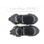 Passalidae sp. China,  Yunnan, Dehong, Yingjiang county. 2Pcs. Cole-Pass-22150.
