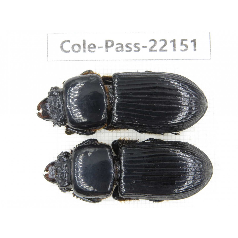 Passalidae sp. China,  Yunnan, Dehong, Yingjiang county. 2Pcs. Cole-Pass-22151.