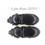 Passalidae sp. China,  Yunnan, Dehong, Yingjiang county. 2Pcs. Cole-Pass-22151.
