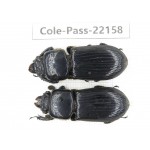 Passalidae sp. China,  Yunnan, Baoshan, Tengchong. 2Pcs. Cole-Pass-22158.
