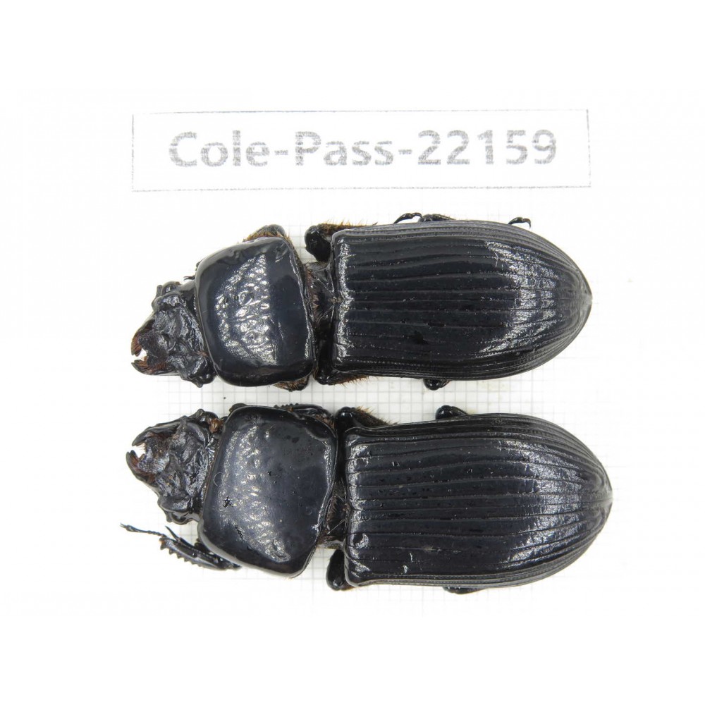 Passalidae sp. China,  Yunnan, Baoshan, Tengchong. 2Pcs. Cole-Pass-22159.