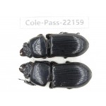 Passalidae sp. China,  Yunnan, Baoshan, Tengchong. 2Pcs. Cole-Pass-22159.