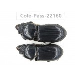 Passalidae sp. China,  Yunnan, Baoshan, Tengchong. 2Pcs. Cole-Pass-22160.