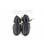Passalidae sp. China,  Yunnan, Dehong, Longchuan. 2Pcs. Cole-Pass-22169.