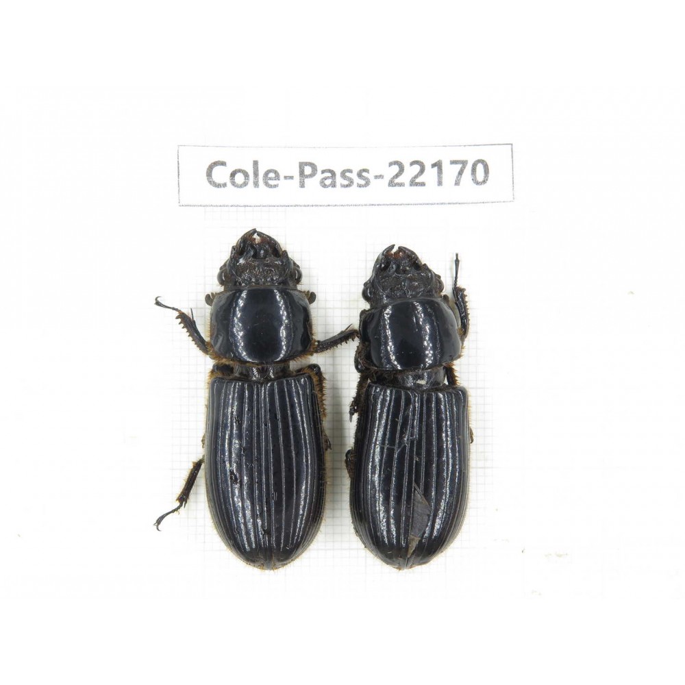 Passalidae sp. China,  Yunnan, Dehong, Longchuan. 2Pcs. Cole-Pass-22170.