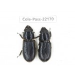 Passalidae sp. China,  Yunnan, Dehong, Longchuan. 2Pcs. Cole-Pass-22170.