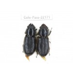Passalidae sp. China,  Yunnan, Dehong, Longchuan. 2Pcs. Cole-Pass-22171.