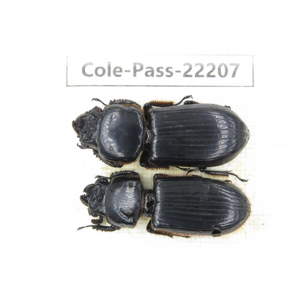 Passalidae sp. China, Guizhou, Qiandongnan, Mt.Leigongshan. 2Pcs. Cole-Pass-22207.