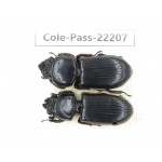 Passalidae sp. China, Guizhou, Qiandongnan, Mt.Leigongshan. 2Pcs. Cole-Pass-22207.