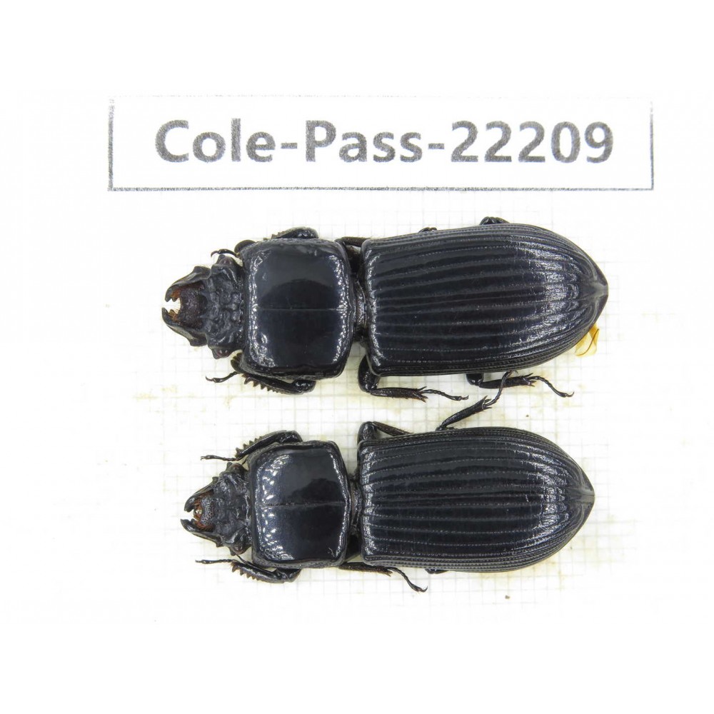 Passalidae sp. China, Guizhou, Qiandongnan, Mt.Leigongshan. 2Pcs. Cole-Pass-22209.