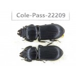 Passalidae sp. China, Guizhou, Qiandongnan, Mt.Leigongshan. 2Pcs. Cole-Pass-22209.