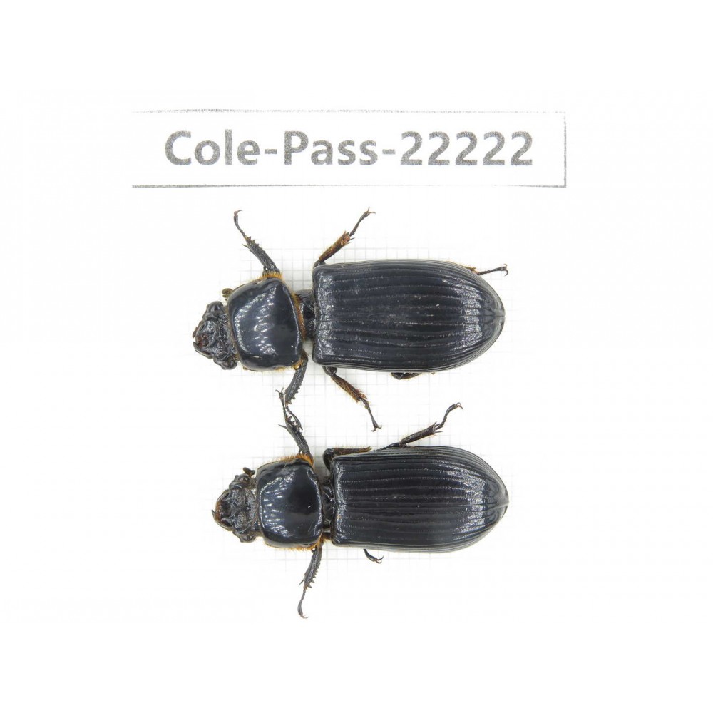 Passalidae sp. China, Tibet, Linzhi area, Linzhi town. 2Pcs. Cole-Pass-22222.