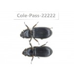 Passalidae sp. China, Tibet, Linzhi area, Linzhi town. 2Pcs. Cole-Pass-22222.