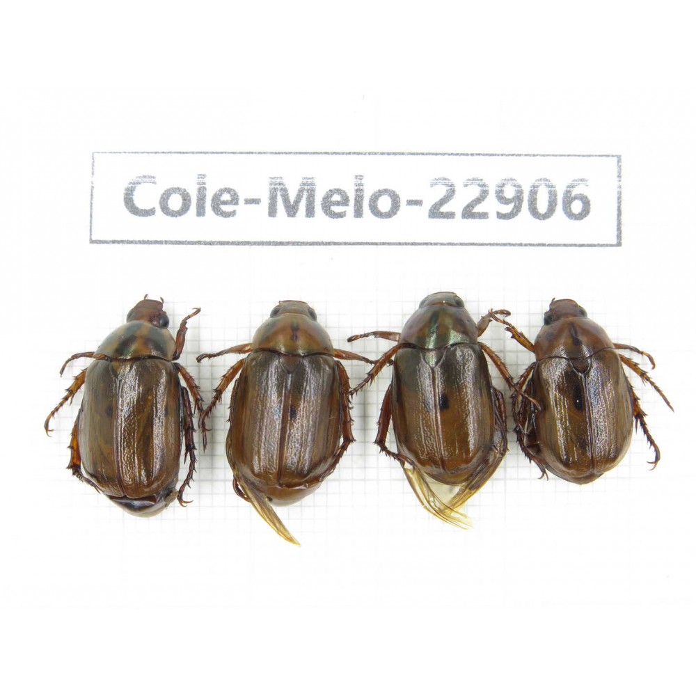 Rutelidae sp. China, Yunnan, Dali, S of Dali. 4Pcs. Cole-Melo-22906.