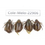 Rutelidae sp. China, Yunnan, Dali, S of Dali. 4Pcs. Cole-Melo-22906.