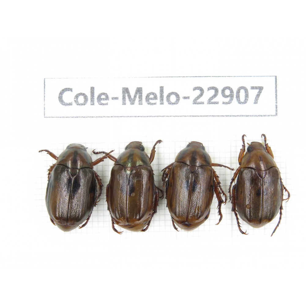 Rutelidae sp. China, Yunnan, Dali, S of Dali. 4Pcs. Cole-Melo-22907.