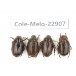 Rutelidae sp. China, Yunnan, Dali, S of Dali. 4Pcs. Cole-Melo-22907.