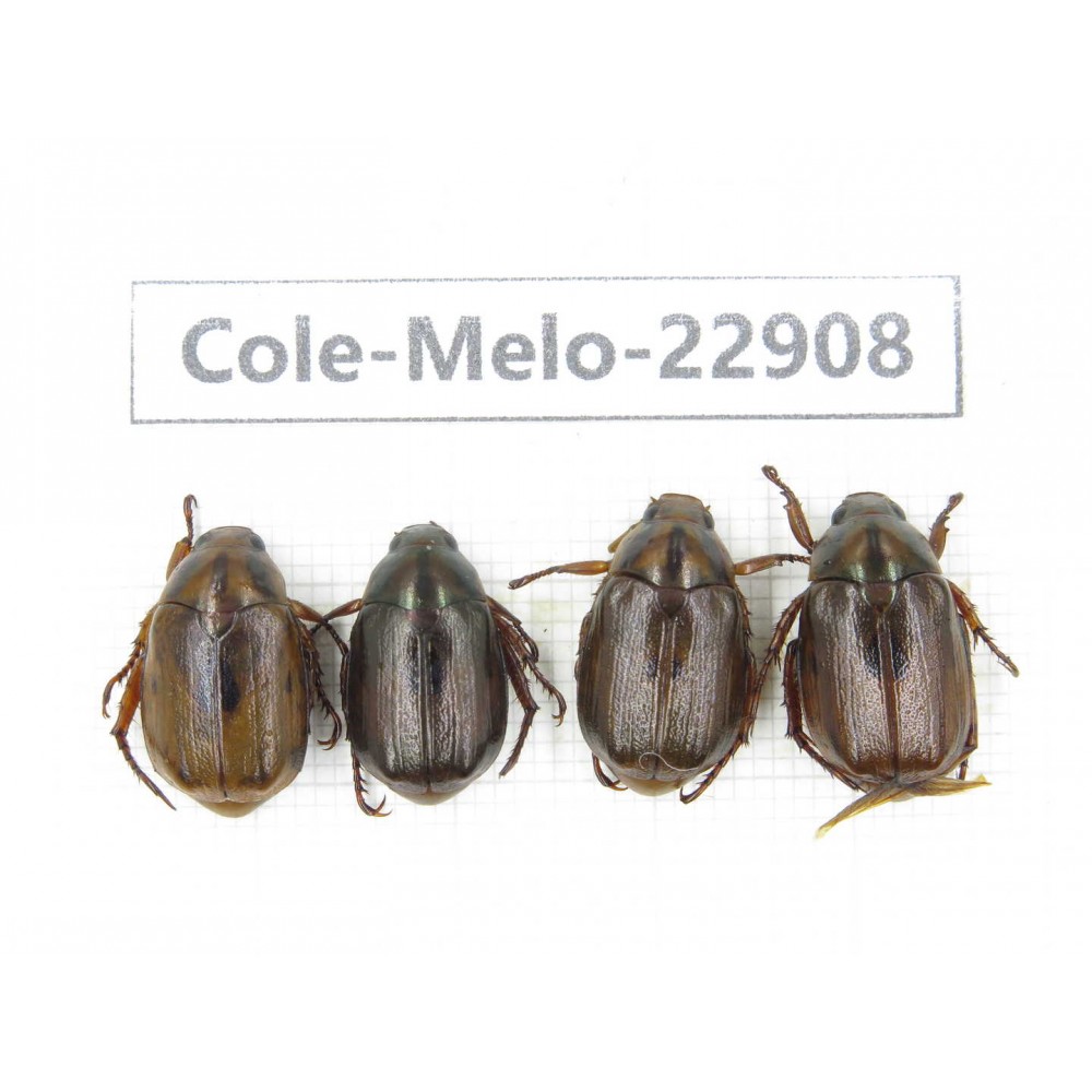 Rutelidae sp. China, Yunnan, Dali, S of Dali. 4Pcs. Cole-Melo-22908.