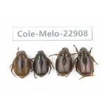 Rutelidae sp. China, Yunnan, Dali, S of Dali. 4Pcs. Cole-Melo-22908.