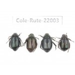 Rutelidae sp. China, Tibet, Linzhi, Bomi county. 4Pcs. Cole-Rute-22003.