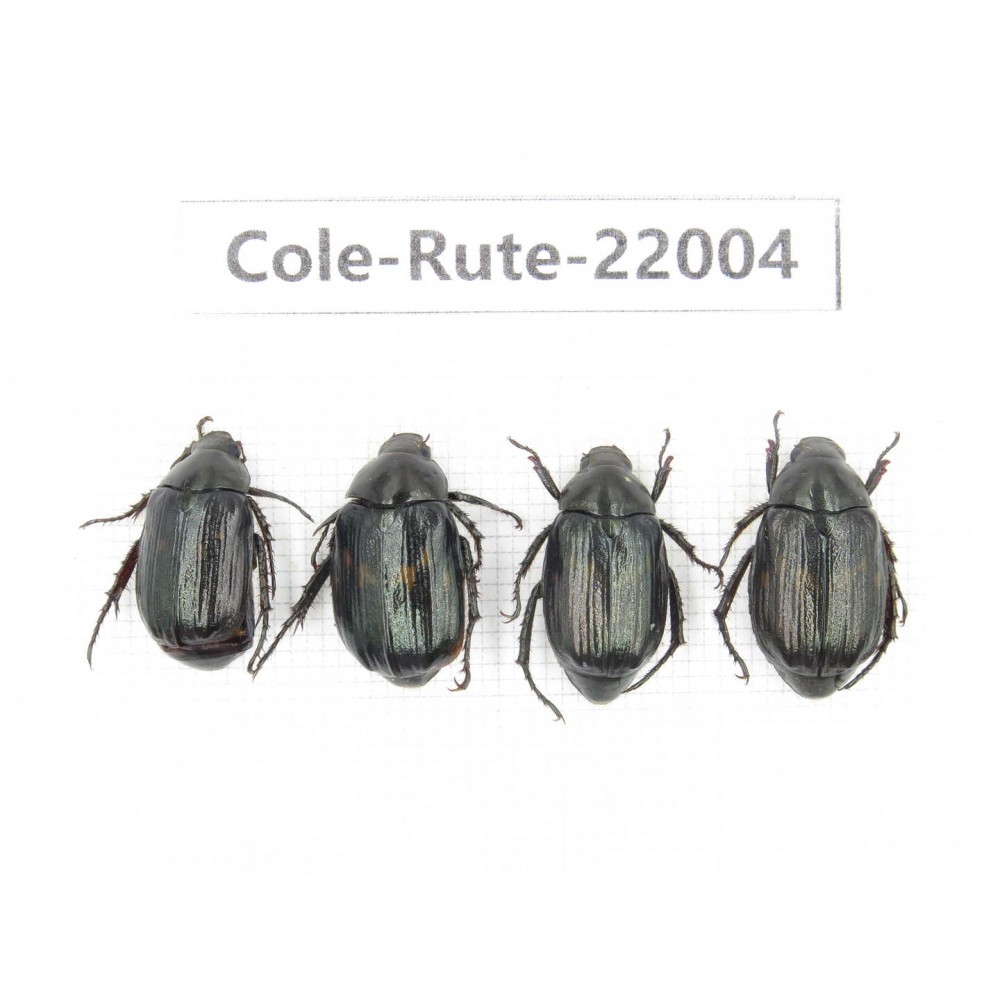 Rutelidae sp. China, Tibet, Linzhi, Bomi county. 4Pcs. Cole-Rute-22004.