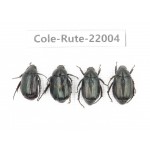 Rutelidae sp. China, Tibet, Linzhi, Bomi county. 4Pcs. Cole-Rute-22004.