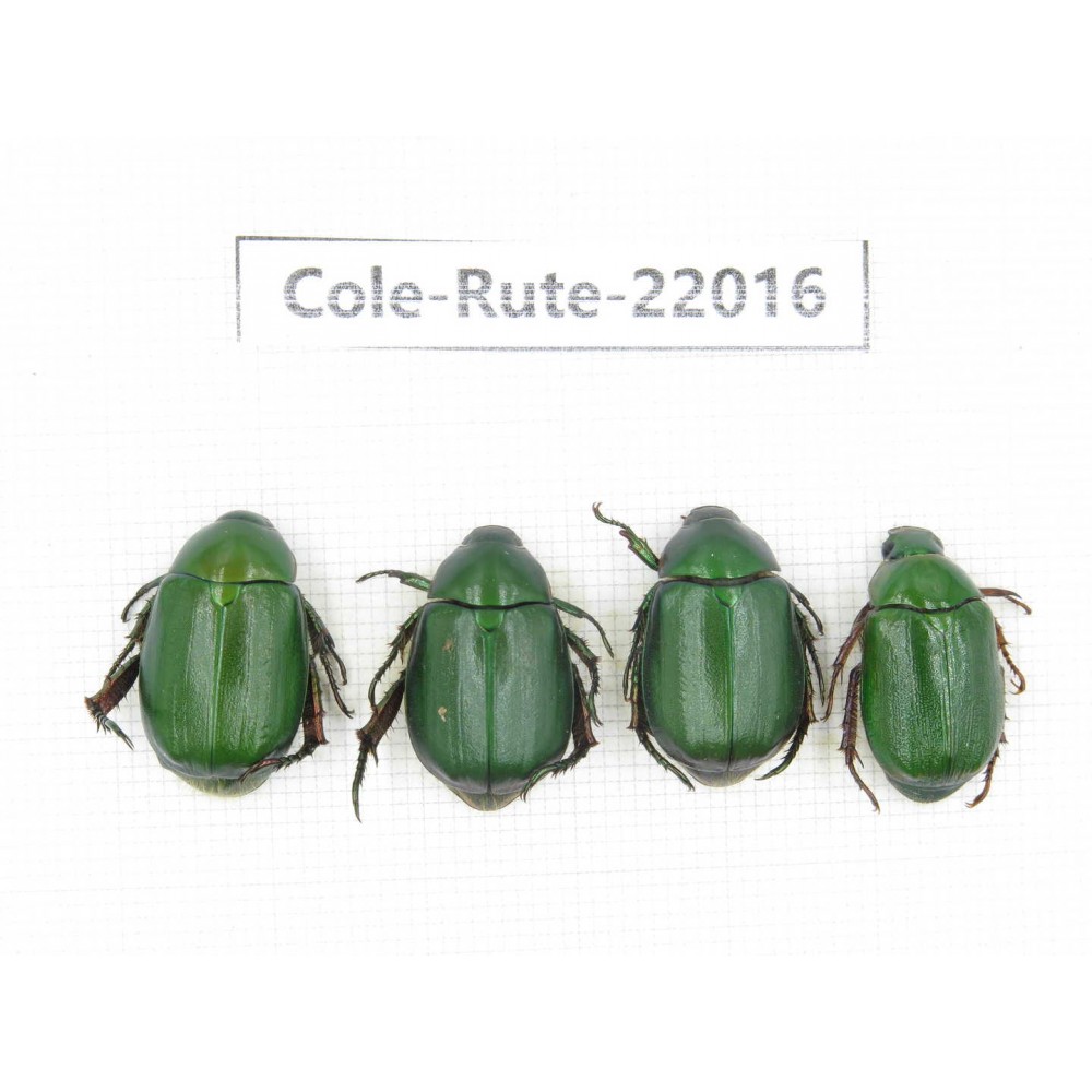 Rutelidae sp. China, Tibet, Linzhi, Bomi county. 4Pcs. Cole-Rute-22016.