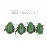 Rutelidae sp. China, Tibet, Linzhi, Bomi county. 4Pcs. Cole-Rute-22016.