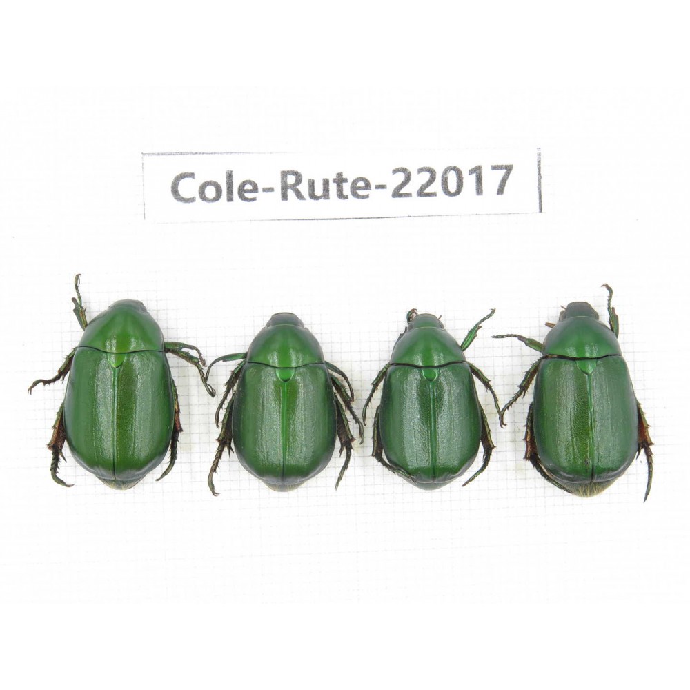 Rutelidae sp. China, Tibet, Linzhi, Bomi county. 4Pcs. Cole-Rute-22017.