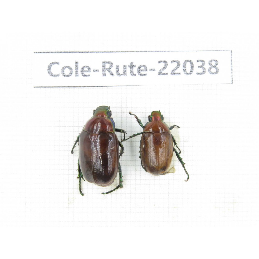 Rutelidae sp. China, Tibet, Linzhi, Bomi county. 2Pcs. Cole-Rute-22038.