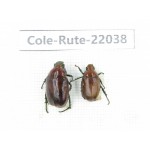 Rutelidae sp. China, Tibet, Linzhi, Bomi county. 2Pcs. Cole-Rute-22038.