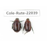 Rutelidae sp. China, Tibet, Linzhi, Bomi county. 2Pcs. Cole-Rute-22039.