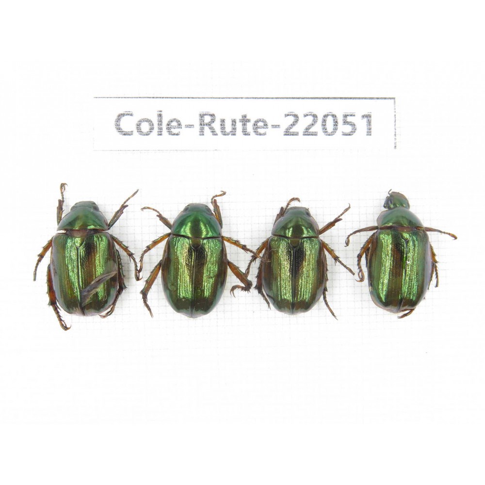 Rutelidae sp. China, Tibet, Linzhi, Bomi county. 4Pcs. Cole-Rute-22051.