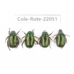 Rutelidae sp. China, Tibet, Linzhi, Bomi county. 4Pcs. Cole-Rute-22051.