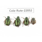 Rutelidae sp. China, Tibet, Linzhi, Bomi county. 4Pcs. Cole-Rute-22052.