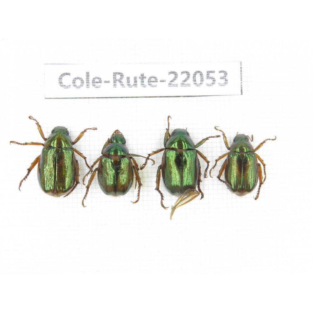 Rutelidae sp. China, Tibet, Linzhi, Bomi county. 4Pcs. Cole-Rute-22053.