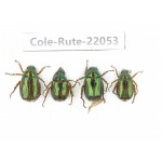 Rutelidae sp. China, Tibet, Linzhi, Bomi county. 4Pcs. Cole-Rute-22053.