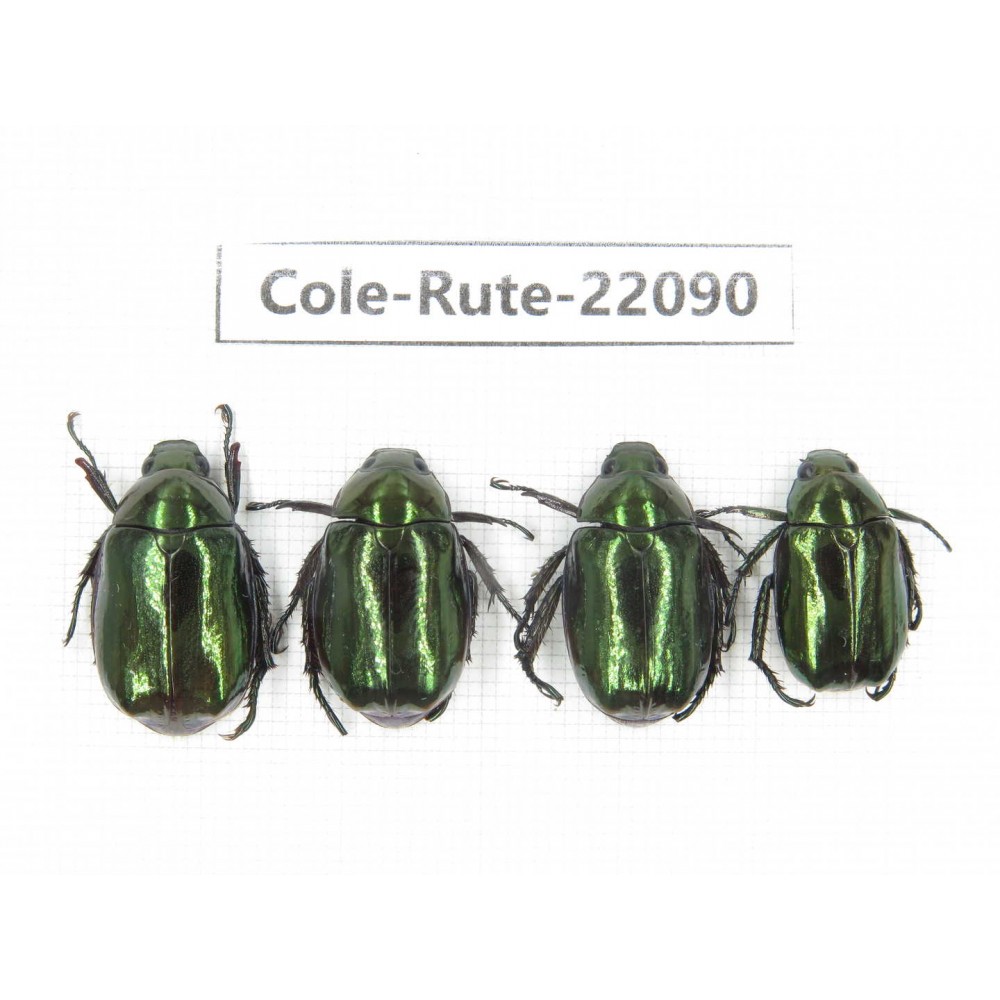 Rutelidae sp. China, Tibet, Xigaze, Dingjie county, Chentang. 4Pcs. Cole-Rute-22090.