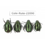 Rutelidae sp. China, Tibet, Xigaze, Dingjie county, Chentang. 4Pcs. Cole-Rute-22090.