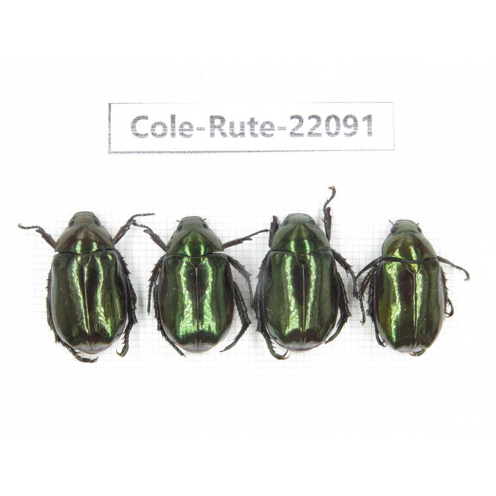 Rutelidae sp. China, Tibet, Xigaze, Dingjie county, Chentang. 4Pcs. Cole-Rute-22091.